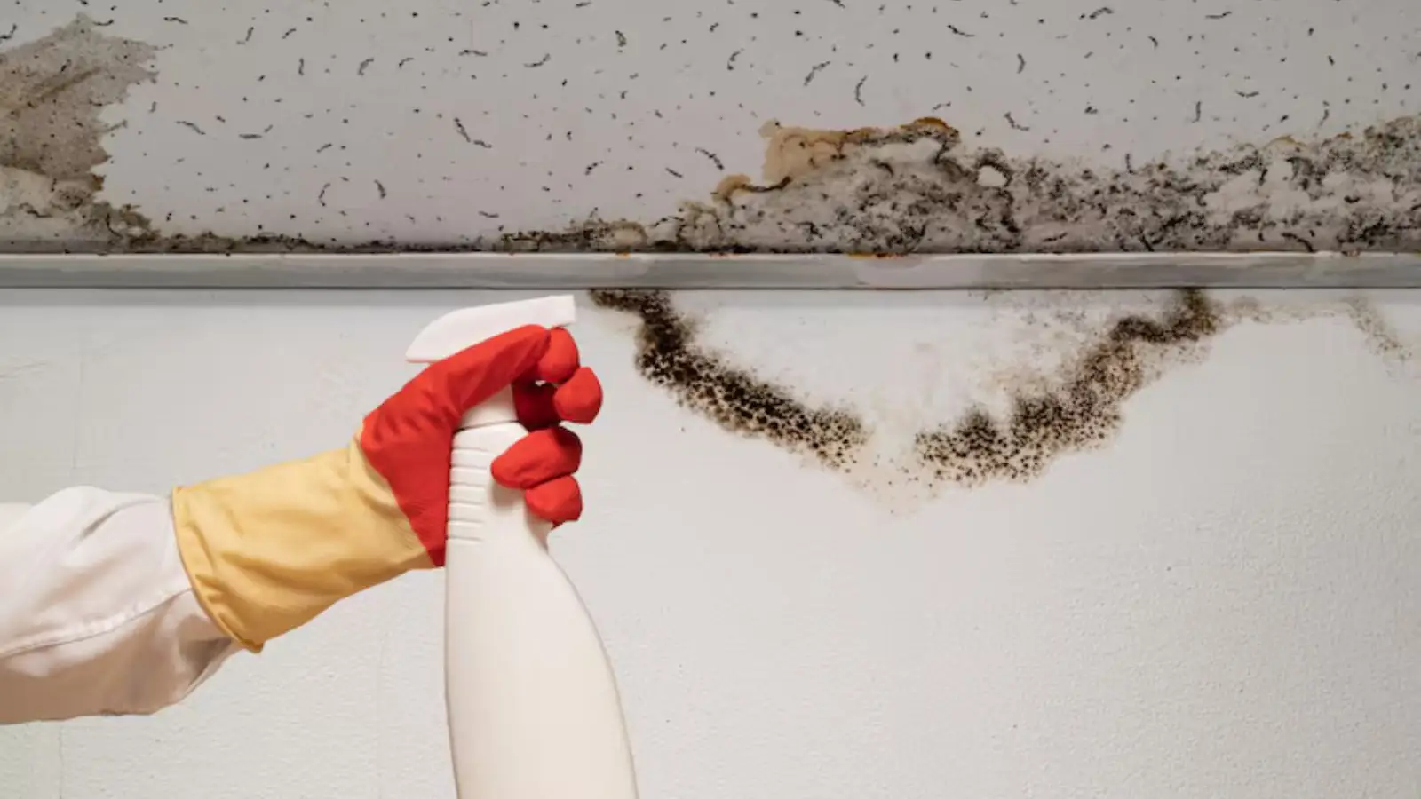 Gloved hand with a spray bottle beside mold along a ceiling edge